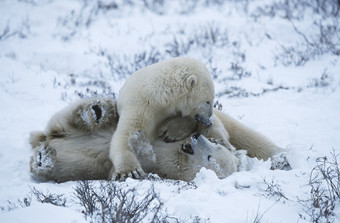 深色调玩耍的北极熊摄影图