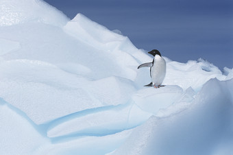 蓝色调雪地上的企鹅摄影图