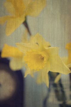 复古风盛开的花摄影图