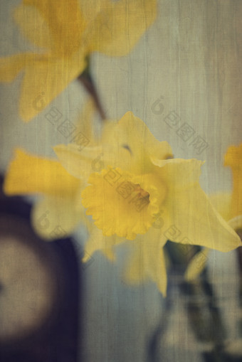 复古风盛开的花摄影图