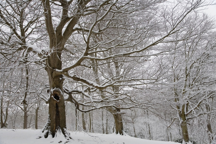 枯树树木上的积雪
