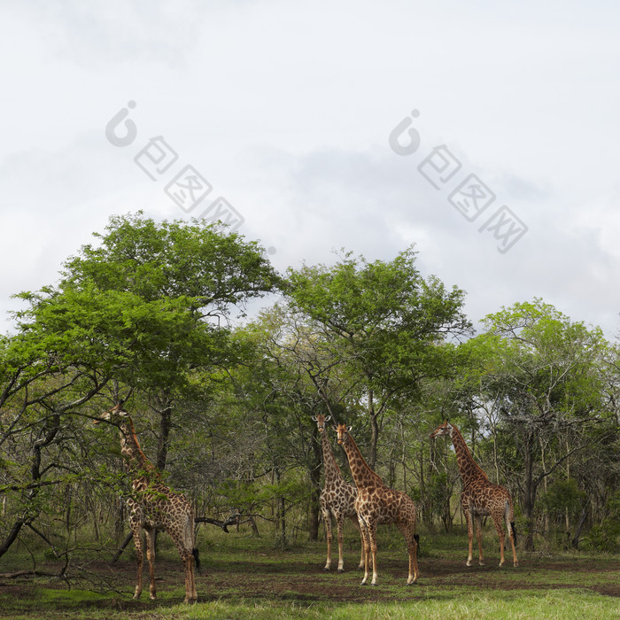 树林里的长颈鹿摄影图