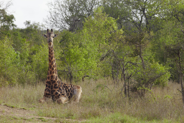 暗色调休息的长颈鹿摄影图