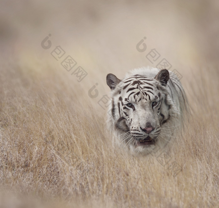 荒草中的野生白老虎