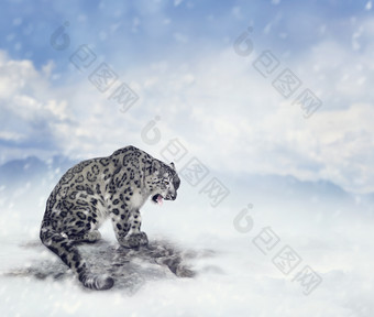 雪地里的雪豹豹子