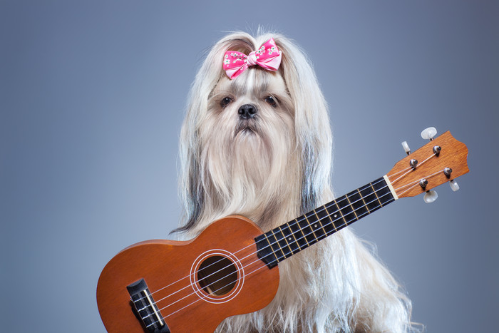 白色的小狗和吉他素材