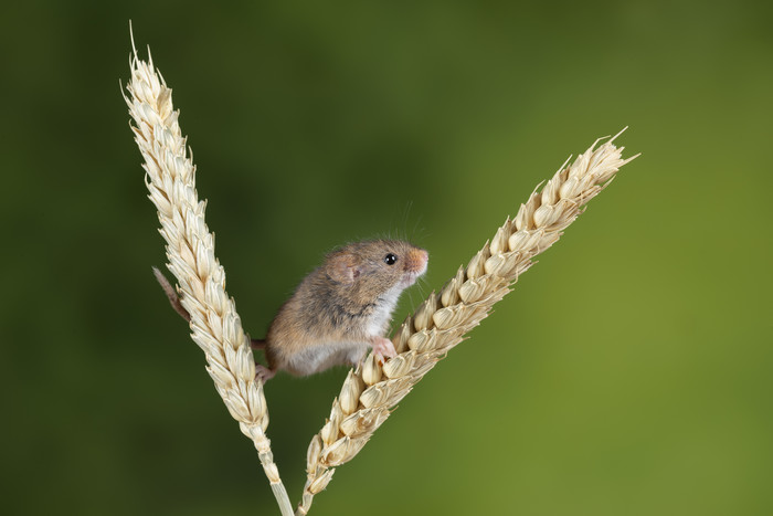 麦穗上的小老鼠摄影图