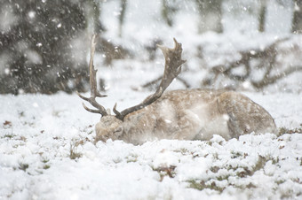 冬天雪地上的小鹿摄影图