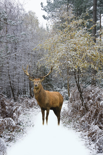 冬季雪地中的麋鹿