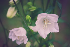 花枝上的粉色小花摄影图