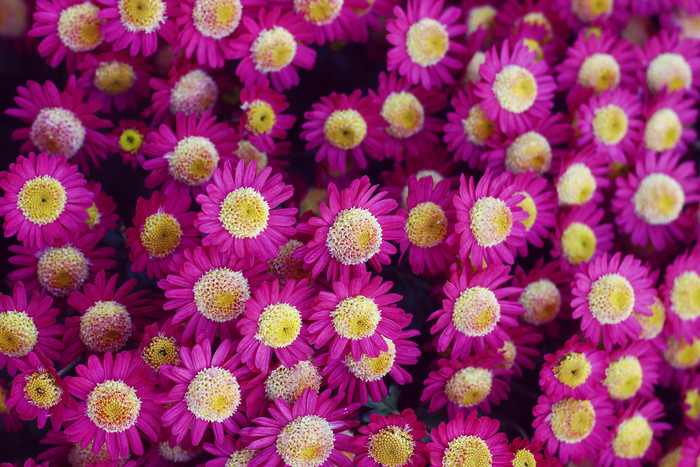 洋甘菊菊花花朵