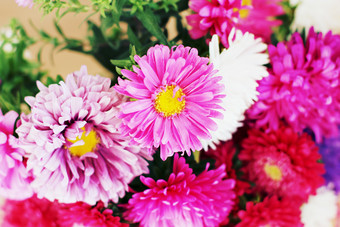 粉色盛开的花朵花卉