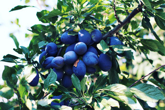 蓝莓树植物摄影图