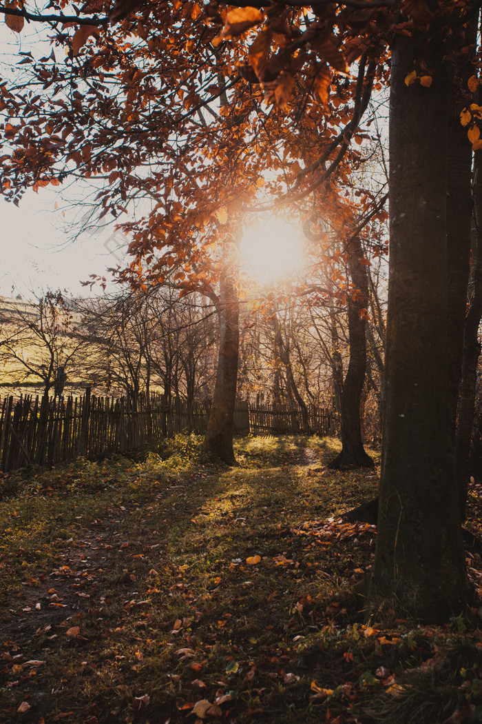 阳光下秋季树木摄影图