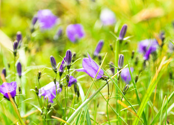 清新草地上的紫花摄影图