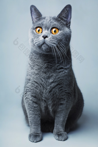 蓝色调大猫摄影图