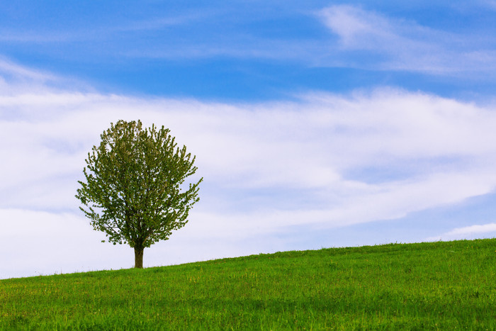 草地上的一棵树摄影图