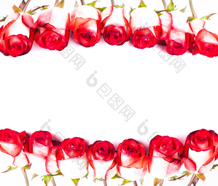 红色玫瑰花花朵摄影图