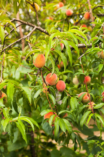 桃树上的桃子摄影图