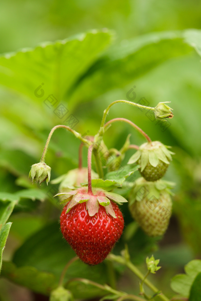 草莓园中的草莓摄影图