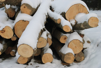 <strong>砍伐树木</strong>上的积雪