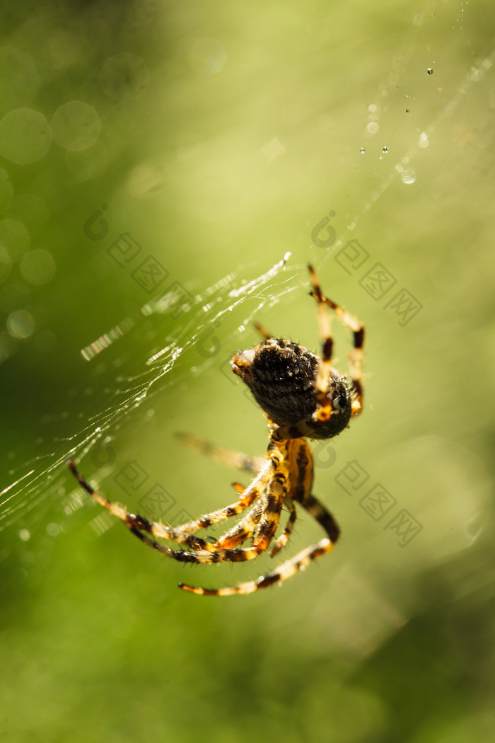 绿色调网中的大蜘蛛摄影图