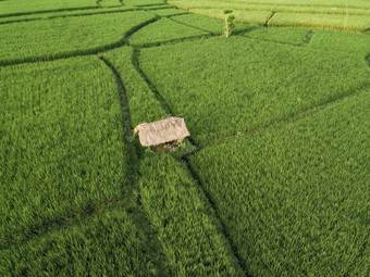 绿色种植的农田摄影图