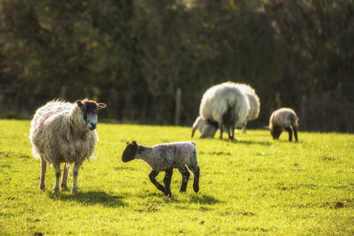 深色调草地上的羊群摄影图