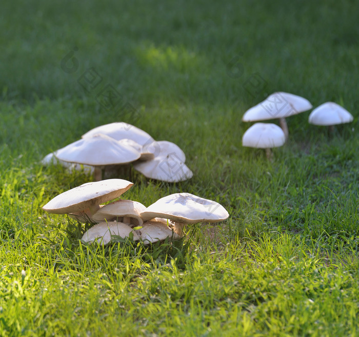 绿色调草地中的蘑菇摄影图