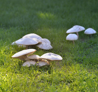绿色调草地中的蘑菇摄影图