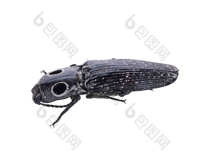 黑色甲壳虫摄影图