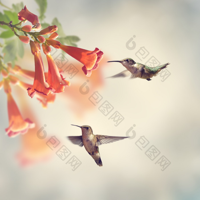 飞鸟和鲜花摄影图