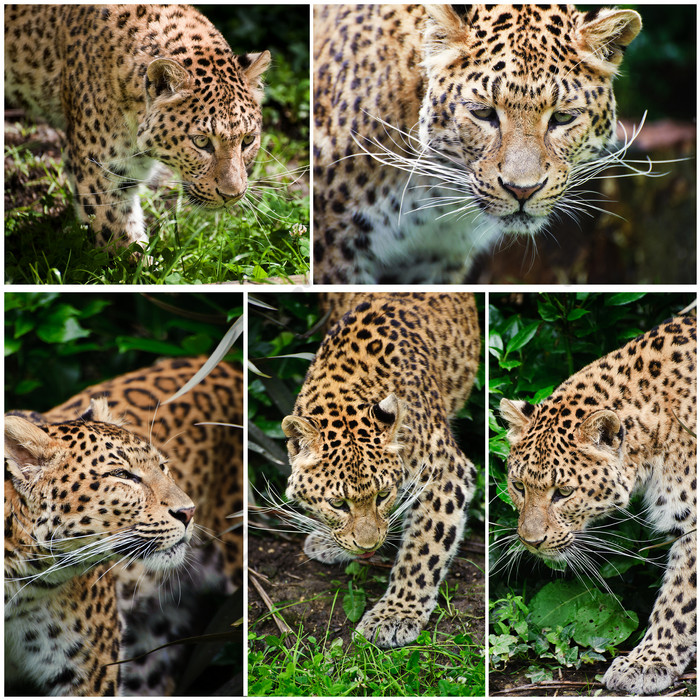 猫科动物豹子摄影图