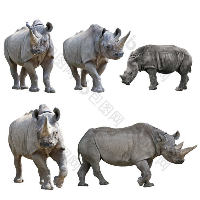 野生动物犀牛插画