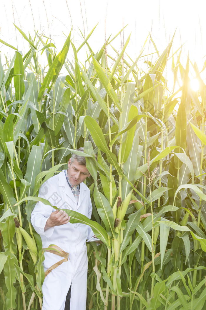 绿色调玉米地中的农民摄影图