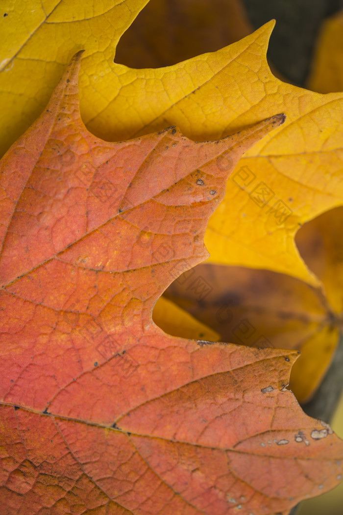 秋季的树叶摄影图