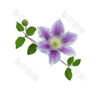盛开的紫色花朵摄影图