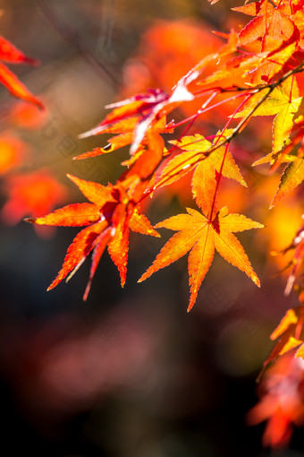 秋季红色枫叶植物