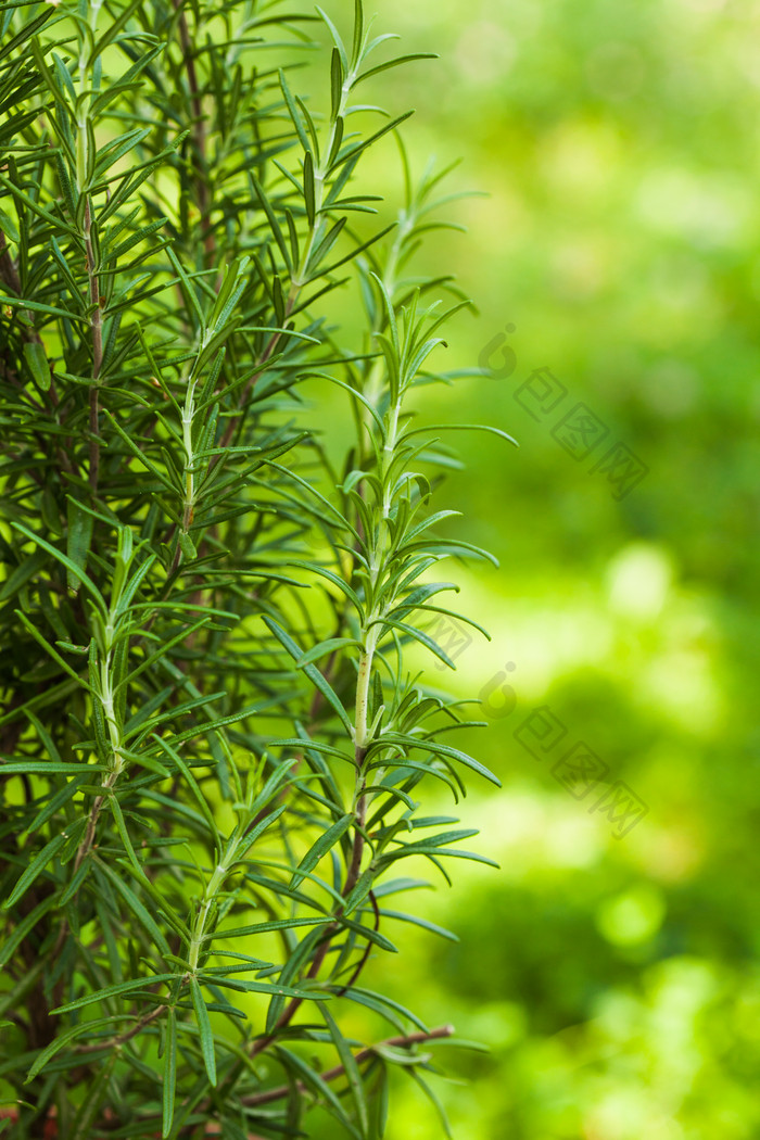 户外绿草绿植植物