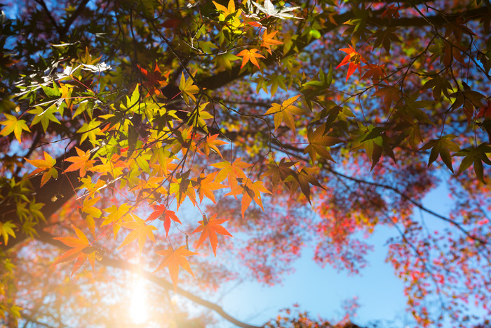 秋季阳光下的枫树