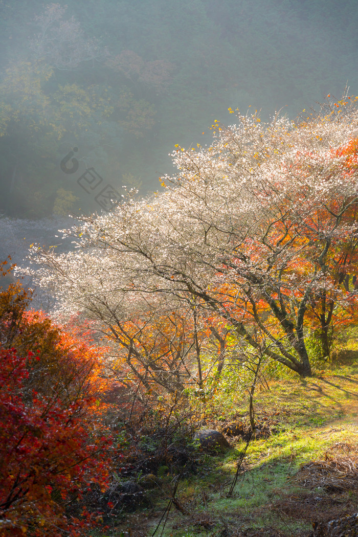 秋季山林树木摄影图