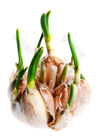 发芽的大蒜食物摄影图