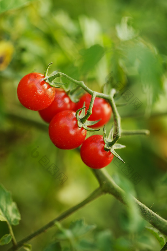 生长的小番茄摄影图
