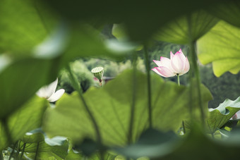 池塘中的莲叶和莲花