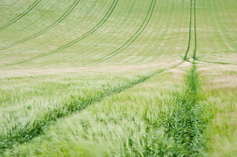 绿色大片的稻田摄影图