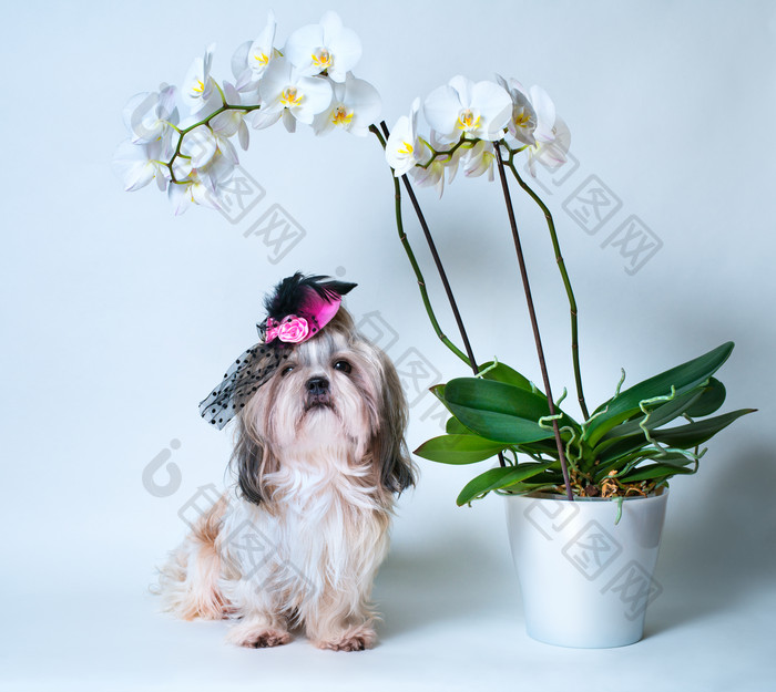 宠物狗和盆栽摄影图