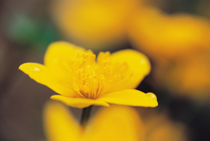 小黄花花朵摄影图