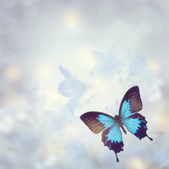 蓝色调一只蝴蝶摄影图