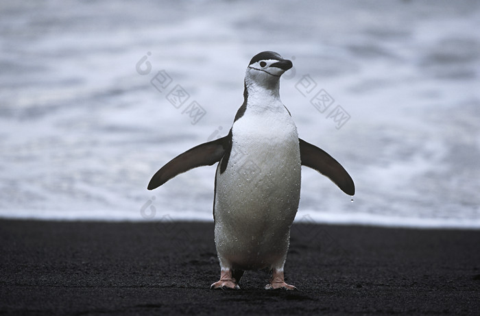 深色调一只企鹅摄影图
