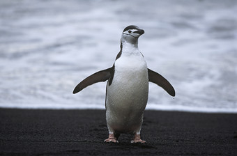 深色调一只企鹅摄影图